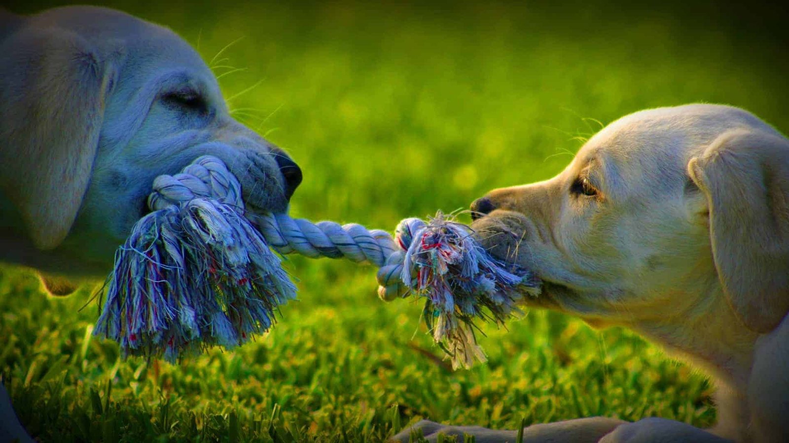 What To Do When You Are Feeling The Tug Of War Inside Of You 1 Abraham Hicks When You Are Feeling the Tug of War Going On Inside of You